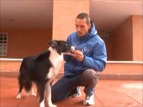 Educación canina. Manipulacion.