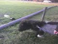 Pummeltje