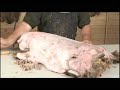 Tanning A Deer Hide At Home- Taxidermy