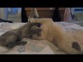 Dancing Roos