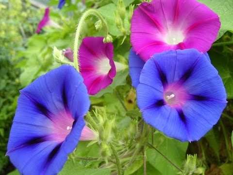 how to harvest seeds from a morning glory