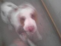 pit bull red nose indek