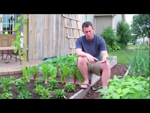 how to harvest swiss chard from your garden