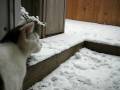 videos de Cat Contemplates Snow (surprise ending)!