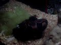 PYTHON KILLS HIS PREY