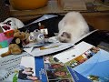 ?????????(=^?^=)?What is the souvenir? ?????????(=^?^=)?What is the souvenir?