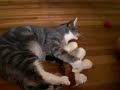 Bobo the kitty loves Webkinz!!!