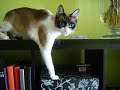 gato maggy