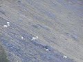 Herd of Mountain Goats - Wasatch Mountains, Utah Herd of Mountain Goats - Wasatch Mountains, Utah