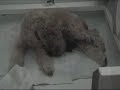 Wheaten Terrier Puppies Birth!!!!!