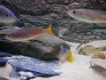 960 tanganyika and 588 Discus