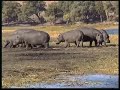 Safari - Safari on Chobe river 