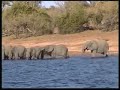 safari-on-chobe-river-bostwana.html