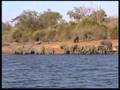 Safari on Chobe river (Bostwana)
