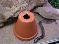 Aspidelaps lubricus cowlesi Aspidelaps lubricus cowlesi