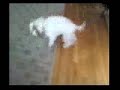 Leo on easter (leo_ORIG[1].3gpp2.mp4)