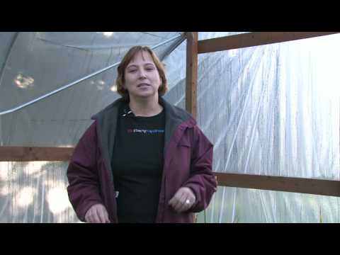 how to fertilize peace lily