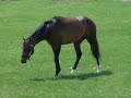 ????????? (Deep Impact)
