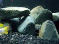 cichlid fight