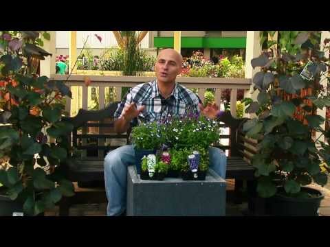 how to care for lobelia erinus