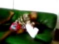 petit ki tabass son gran couzin 2