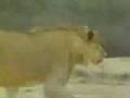 videos de Christian El Leon Spanish