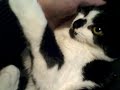 でか目のチュパ子猫