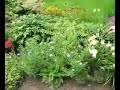 Perennials for Constant Colour in your Flower Beds