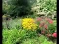 videos de Perennials for Constant Colour in your Flower Beds