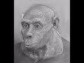 Evolution of man