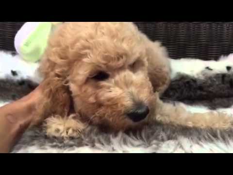 Gorgeous mellow Standard Poodle Boy!