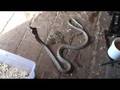 videos de Cobra Show