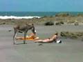 videos de Boa pra burro