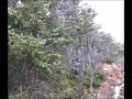 Forêt Boréale saint pierre et miquelon