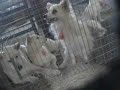 Dogs for sale at Thorp Dog Auction Part 2