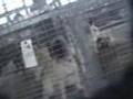 Dogs for sale at Thorp Dog Auction Part 2
