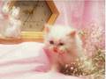 Kittens Kittens more Kittens 2