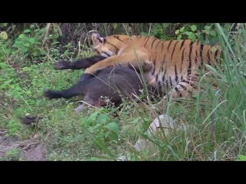 tiger