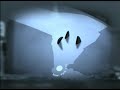 NYRSC-Shark Ad NYRSC-Shark Ad