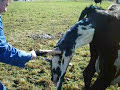 Calving