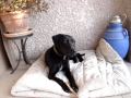 adoption x labrador/braque