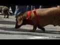 The Dachshund Spring Fiesta 2007