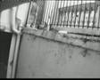 TAKES A PEE ABOVE MY FRONT DOOR BRIGHTON UK CCTV