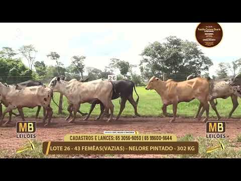 11� LEIL�O FAM�LIA LUCIANO DUARTE E CONVIDADOS