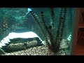 Brackish Fish tank, mono puffer