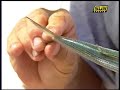 Snook fishing florida Snook fishing florida