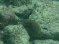 octopus-fish-fight