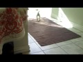 Amelie the Westie and her Bumble Bee Christmas 2009.AVI