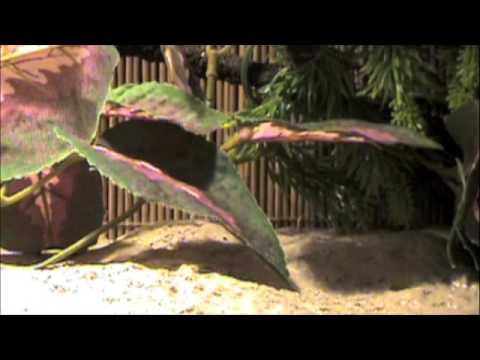Watch 'Reptiles-TV Contest Entry (Chinese Water Dragons)'