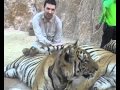 Tiger Temple - Wat Pha Luang Ta Bua - Kanchanaburi - Thailand